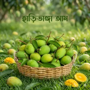 হাড়িভাঙ্গা আম  ২২ কেজি